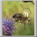 Enoplognatha lineata - Kugelspinne 02.jpg